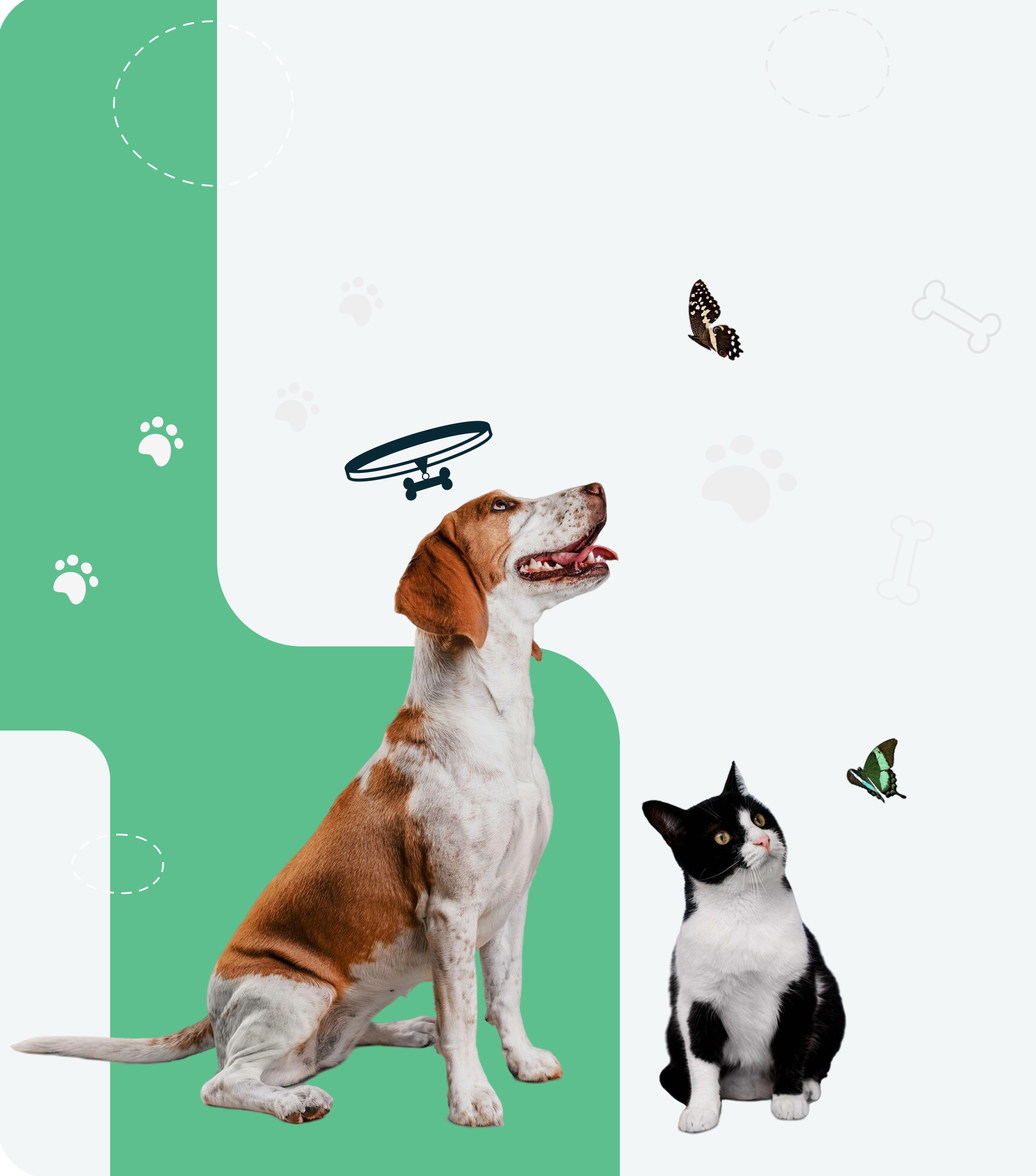 Pets