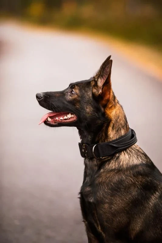 Rukka Pets Mission Collar